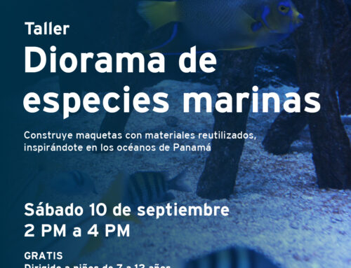 Taller: Diorama de especies marinas
